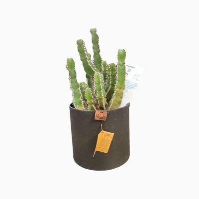 Cactus - EUPHORBE POLYACANTHA D18 BLACK SAND