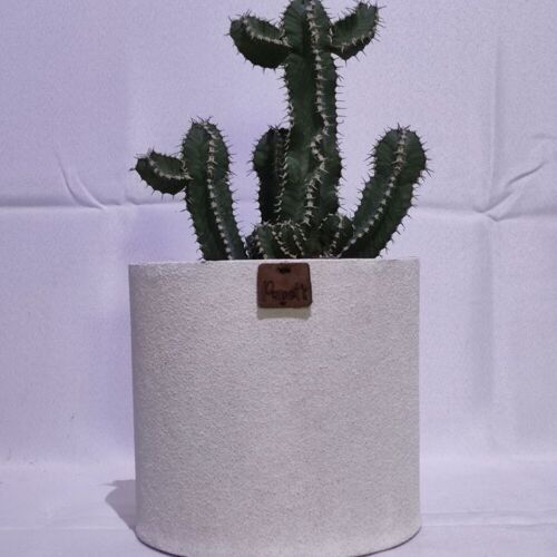 Cactus - EUPHORBE POLYACANTHA D18 SABLE BLANC
