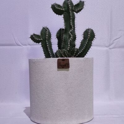Kaktus - EUPHORBE POLYACANTHA D18 WEISSER SAND