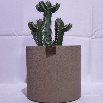 Cactus - EUPHORBE POLYACANTHA D18 TAUPE SAND