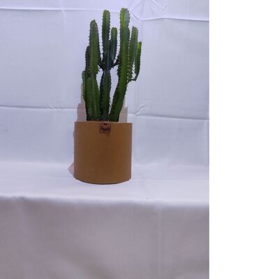 Cactus - EUPHORBE TRIANGULARIS D18 KRAFT