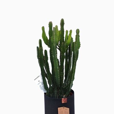 Cactus - EUPHORBE TRIANGULARIS D18 NERO SABBIA