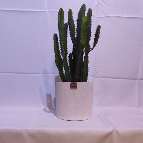 Cactus - EUPHORBE TRIANGULARIS D18 SABLE BLANC