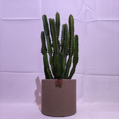 Cactus - EUPHORBE TRIANGULARIS D18 TORTORA SABBIA