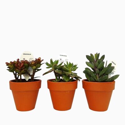 Cactus - LOT 2 SUCCULENTS D11