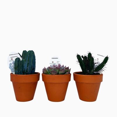 Cactus - LOTTO 1 MISTO D11