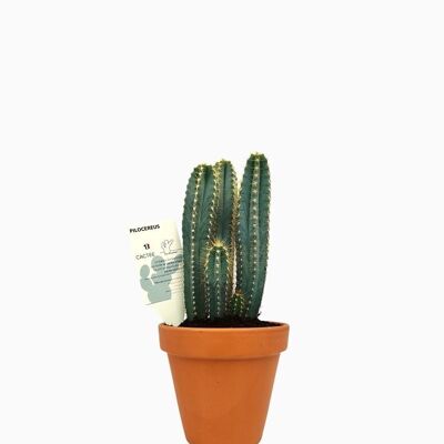 Cactus - PILOCEREUS AZUREUS D17 TERRE