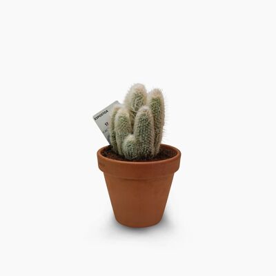 Cactus - ESPOSTOA LANATA D17 TIERRA
