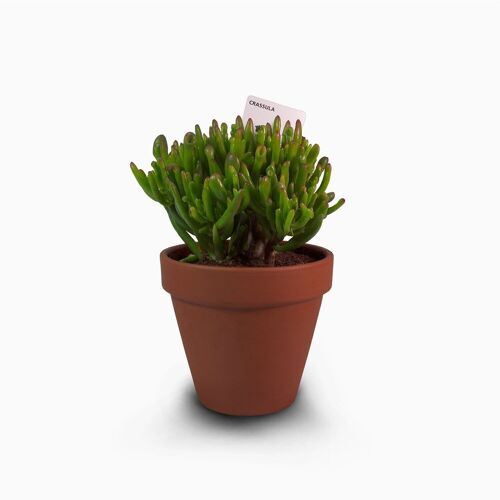 Cactus - CRASSULA HOBBIT / GOLLUM D17 TERRE