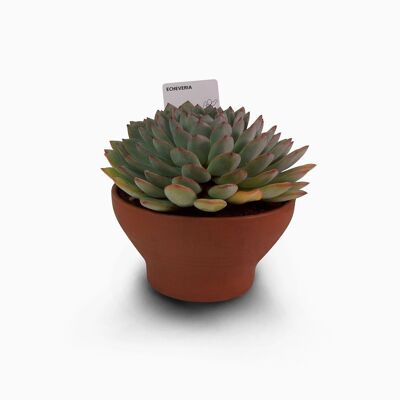 Kaktus - ECHEVERIA APUS D17 ERDE