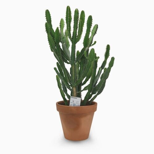 Cactus - EUPHORBE TRIANGULARIS D25 TERRE