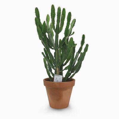 Kaktus - EUPHORBE TRIANGULARIS D25 ERDE