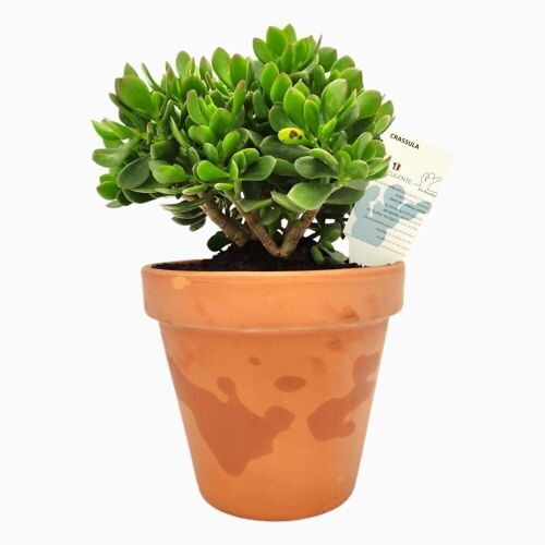 Cactus - CRASSULA HULK D25 TERRE