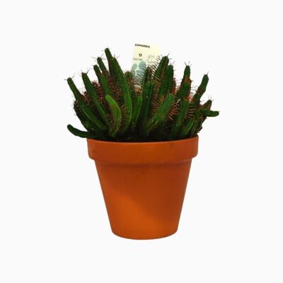 Cactus - EUPHORBE ENOPLA D25 TIERRA