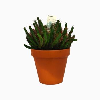 Cactus - EUPHORBE ENOPLA D25 TERRE