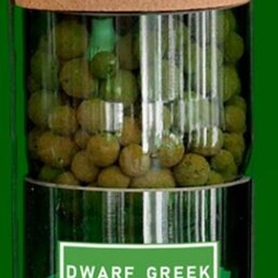 Kit d'herbes hydro-basilic grec nain.
