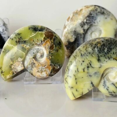 Intaglio di ammonite in cristallo di merlinite