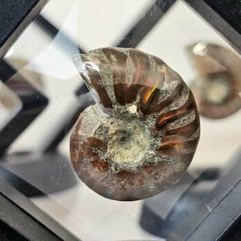 Fossile d'ammonite rouge irisé 3