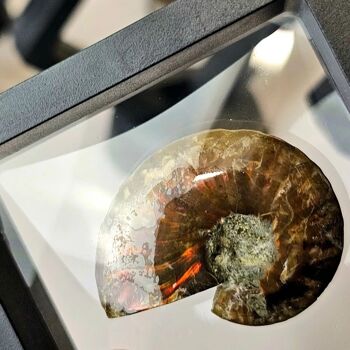 Fossile d'ammonite rouge irisé 5