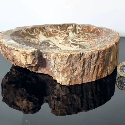 Versteinerte Schale aus fossilem Holz – 9