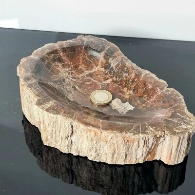 Versteinerte Schale aus fossilem Holz – 8