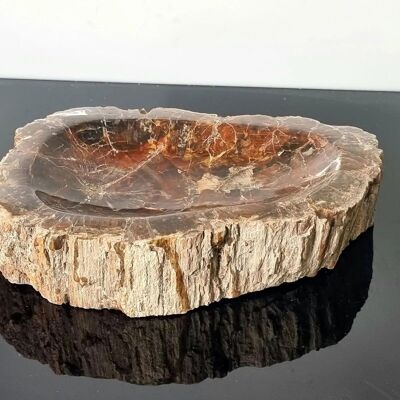 Versteinerte Schale aus fossilem Holz – 7