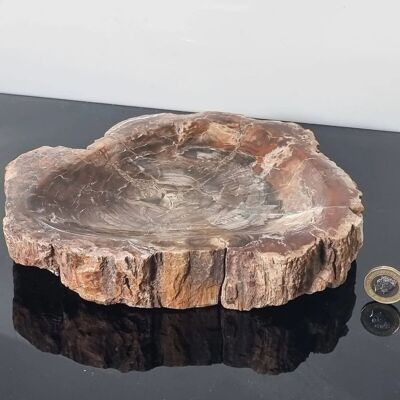 Ciotola pietrificata in legno fossile - 6