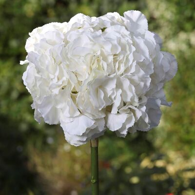 Ivory Large  headed Hydrangea