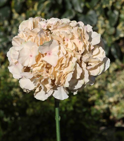 Caramel large headed Hydrangea