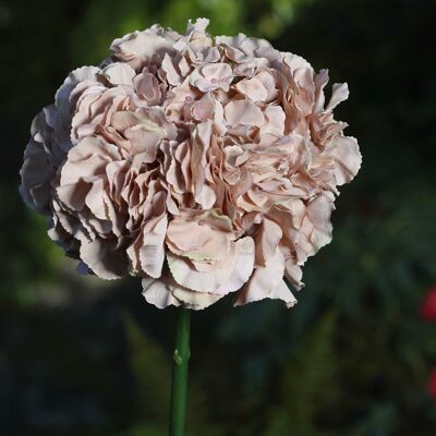 Hortensia de cabeza grande de café pálido