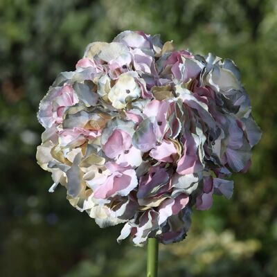 Hortensia de cabeza grande gris/rosa