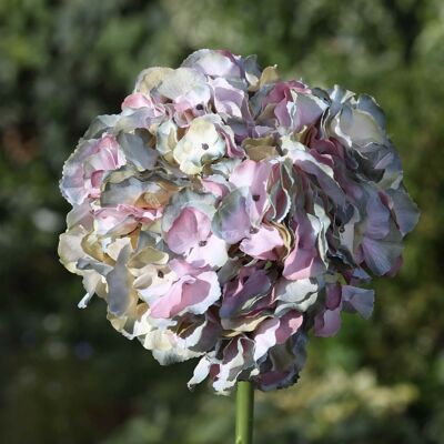 Grau/Rosa großköpfige Hortensie