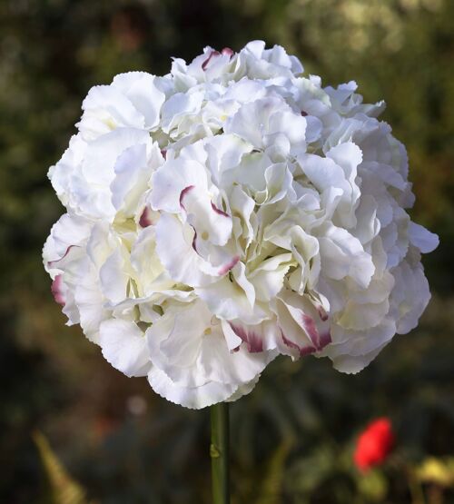 Ivory tipped purple -  large Headed Hydrangea