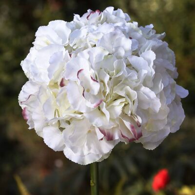 Púrpura con puntas de marfil - Hortensia de cabeza grande