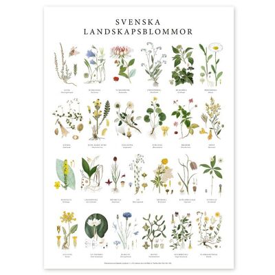 Poster Landschaftsblumen
