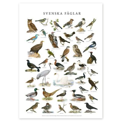 Póster Pájaros suecos