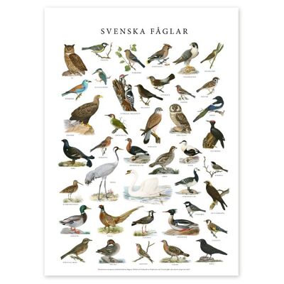 Affiche Oiseaux suédois