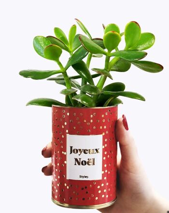 Plante grasse en pot - Joyeux Noël - Idée cadeau de Noël - idée déco de Noël 2