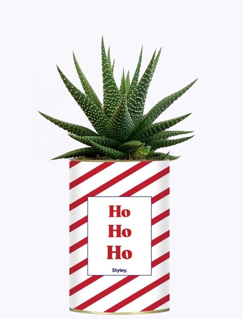 Plante grasse de Noël en pot - HO HO HO - idée cadeau et décoration de Noël