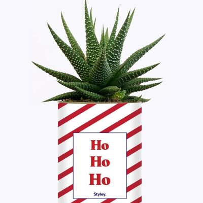 Planta suculenta navideña en maceta - HO HO HO - Idea de decoración y regalo de Navidad