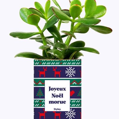 Christmas plant - Merry Christmas Cod - Christmas gift idea