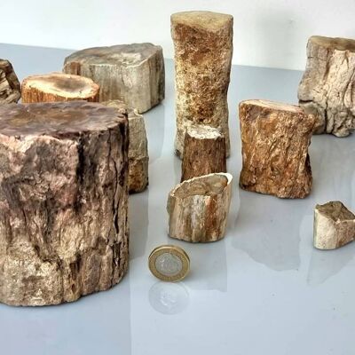 Fossiles Holz Fossil / versteinertes Holz
