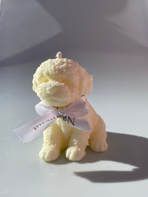 Coby the Maltipoo