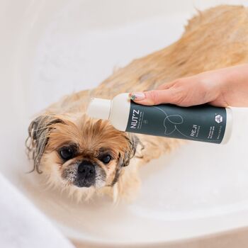 Shampoing pour chien poils gras REJI - PACK 5+1 offert 2