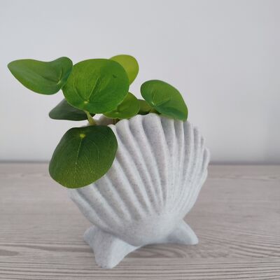 Scallop Shell Planter - Home and Garden Decoration.