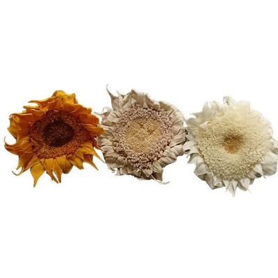 PRESERVED SUN FLOWER PACK 4 UNITS