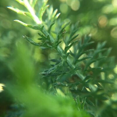Hydrolat d'Achillée millefeuille – Achillea millefolium