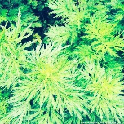 Idrolato d'Armoise - Artemisia vulgare
