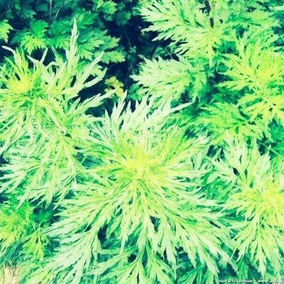 Hydrolat d'Armoise - Artemisia vulgare