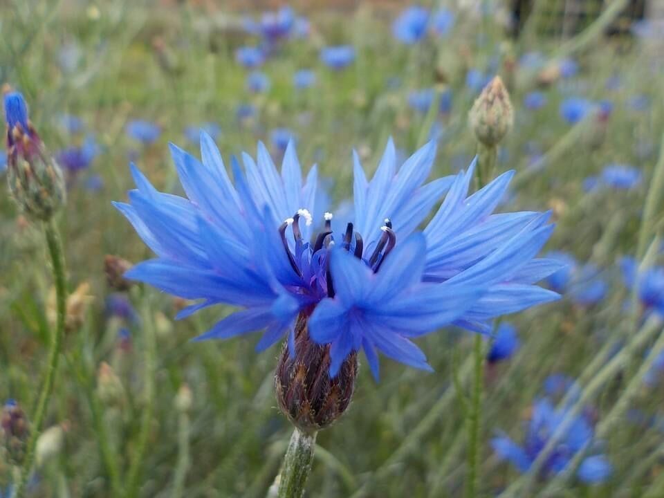 Hydrolat de Bleuet – Centaurea cyanus